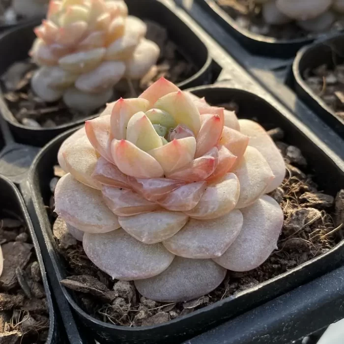 Echeveria K057 - Image 2