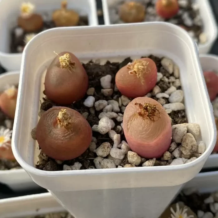 Conophytum Honey peach - Image 2
