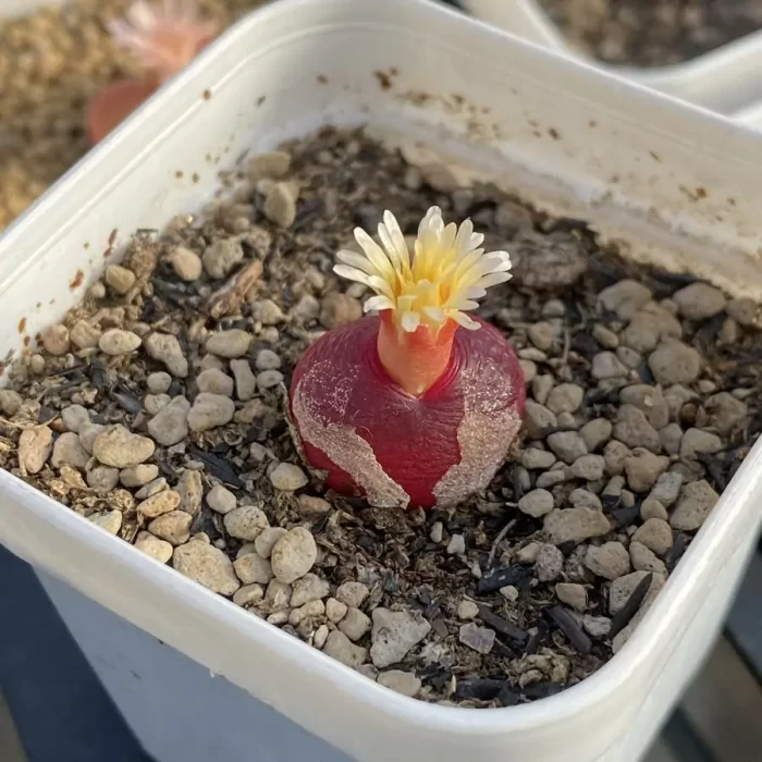 Conophytum Hedinghong Cut cake - Image 2
