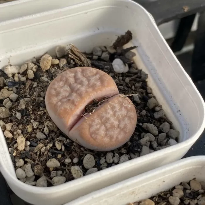 Lithops Latte - Image 2