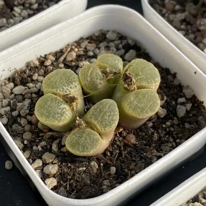 Conophytum Cherry Blossom Wind Chimes single head - Image 2