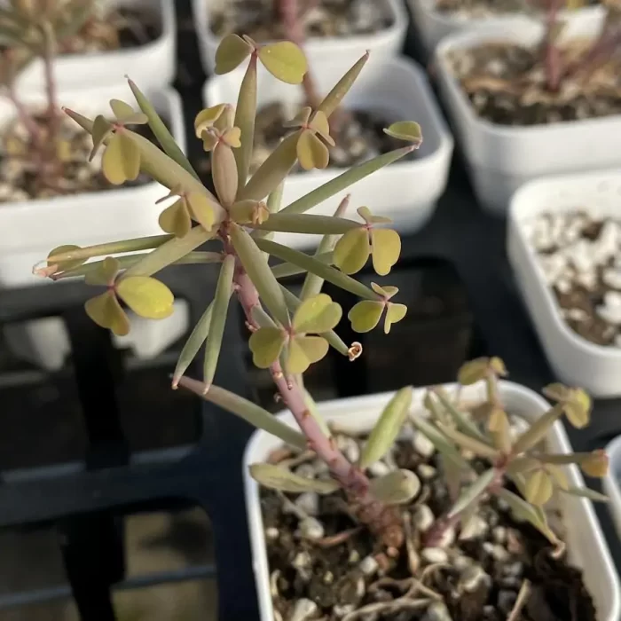 Oxalis Nidulans Pom Pom - Image 2