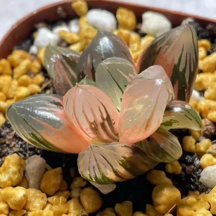 Haworthia Laochuan cooperi var. pilifera Variegated - Image 2