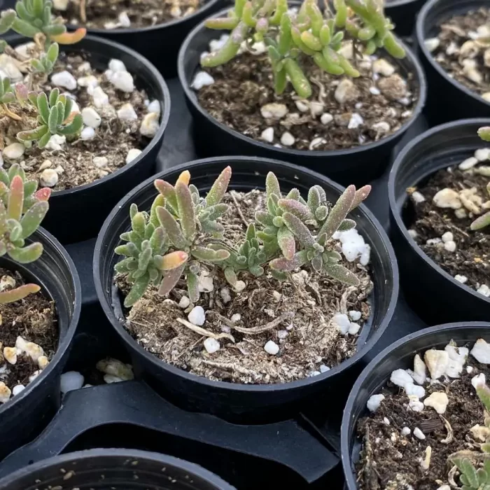 Crassula Dicrocaulon Conjuncta - Image 2