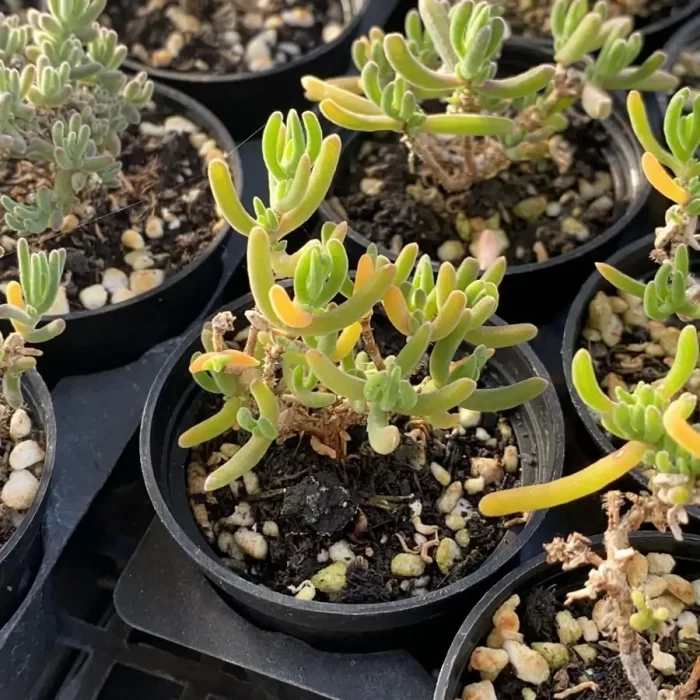 Dicrocaulon Chrissy - Image 2