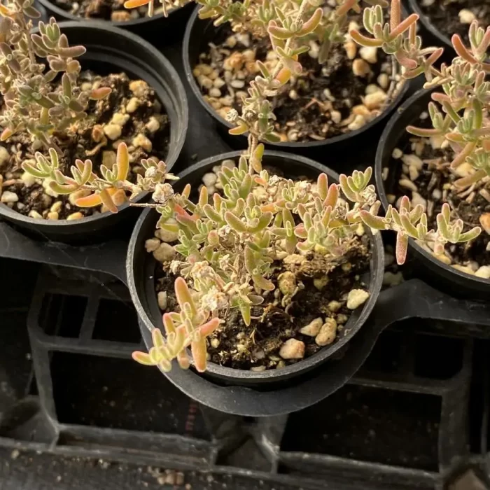 Dicrocaulon Red Flash Branch - Image 2