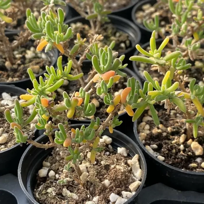 Dicrocaulon Flame - Image 2