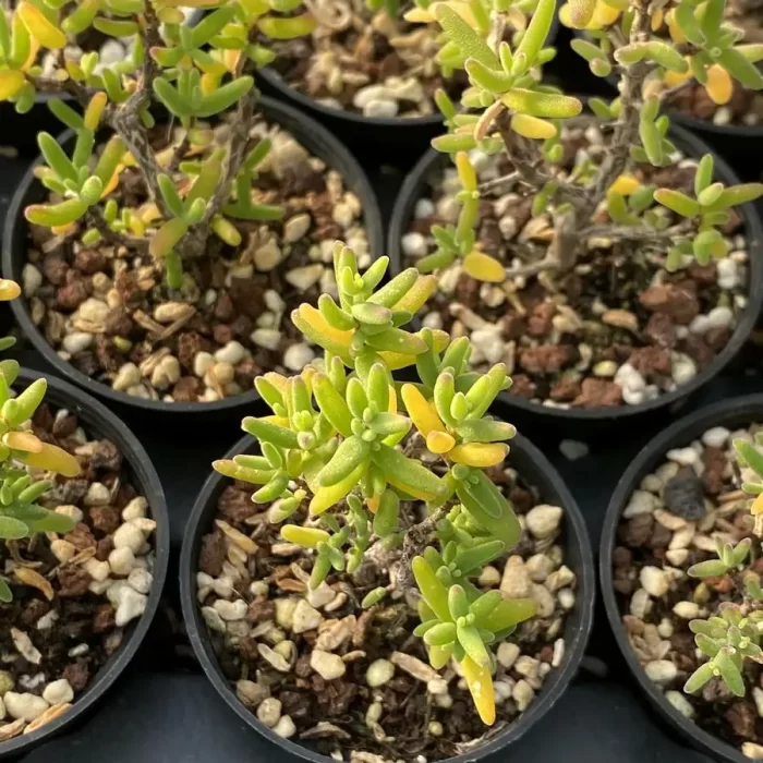 Dicrocaulon Pencil - Image 2