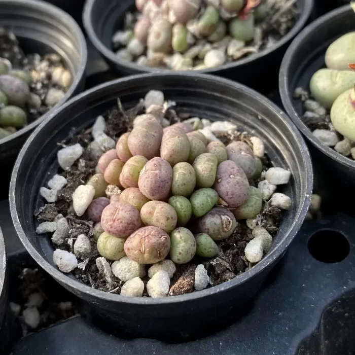 Conophytum Mini Cat Cluster - Image 2