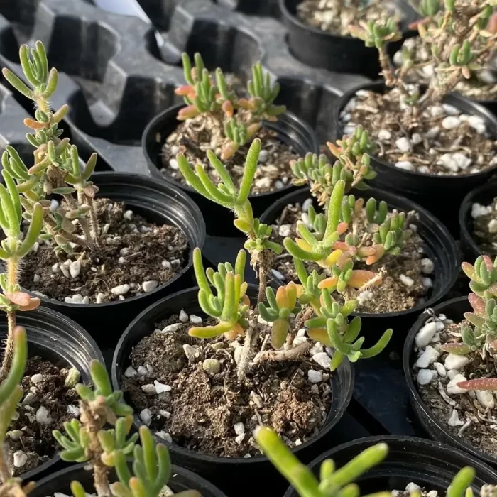 Dicrocaulon Soft Candy Branches - Image 2