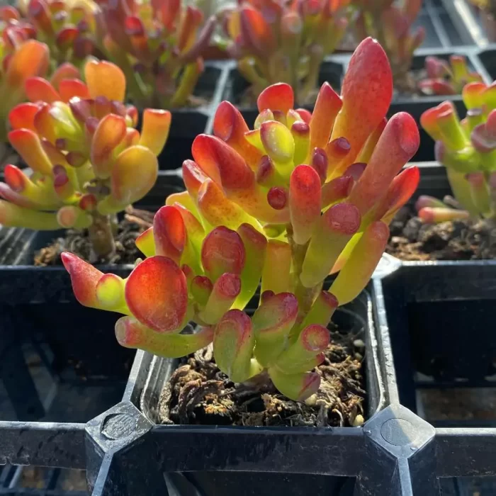 Crassula Ovata Gollum - Image 2