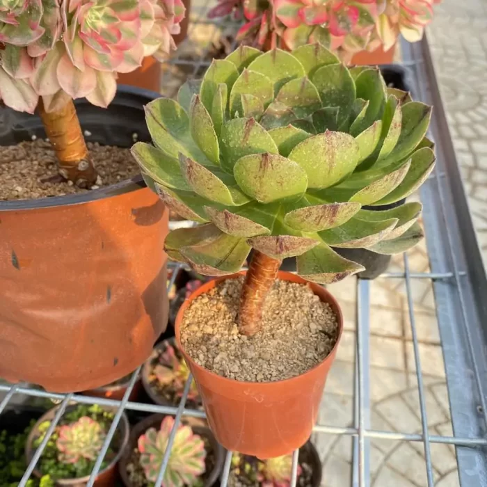 Aeonium Halloween Silky/Brushed Variegated - Image 2