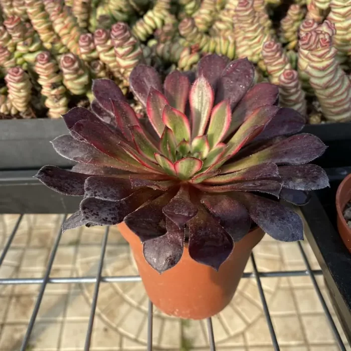 Aeonium Black Swan - Image 2