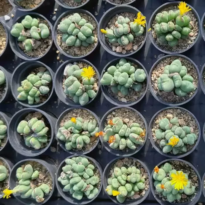 Conophytum bilobum Clustering - Image 2