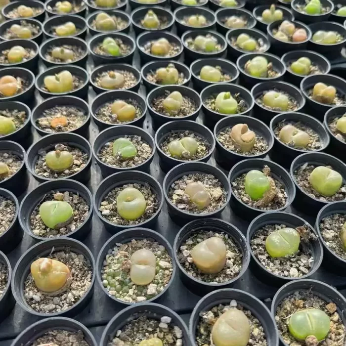 Conophytum maughanii 1head - Image 2
