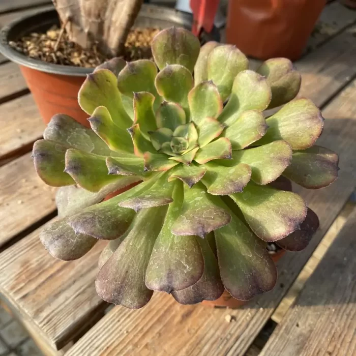 Aeonium Dancing Tianji Variegated Cluster - Image 2