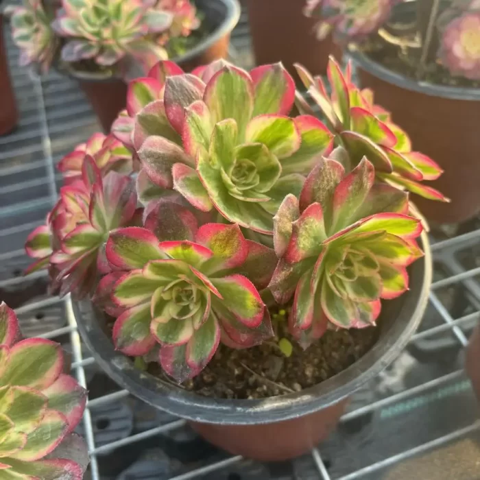 Aeonium Halloween Super White Variegated clustering - Image 2