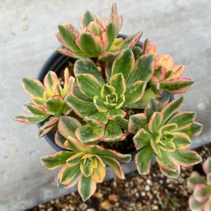 Aeonium Sweet Tea Clustering - Image 2