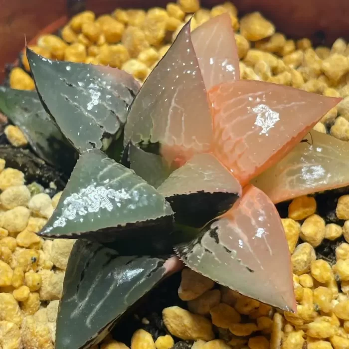 Haworthia Shuten-doji Variegated - Image 2