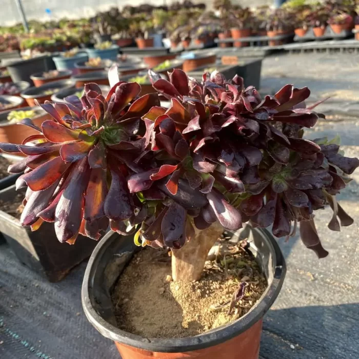 Aeonium 
Arboreum Velour European Crestata（small） - Image 2