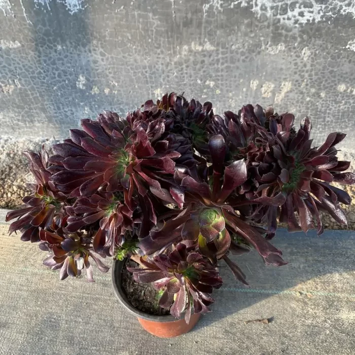 Aeonium 
Arboreum Velour European Crestata（Big） - Image 2