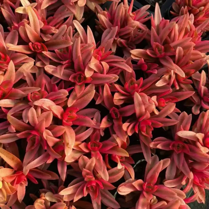 Crassula hakaram variegated Clustering - Image 2