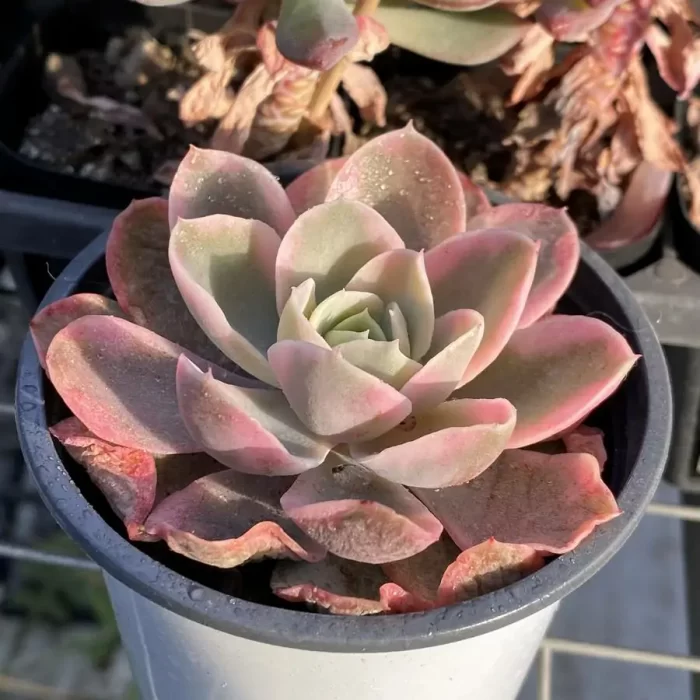 Echeveria Pink Bella Variegated - Image 2