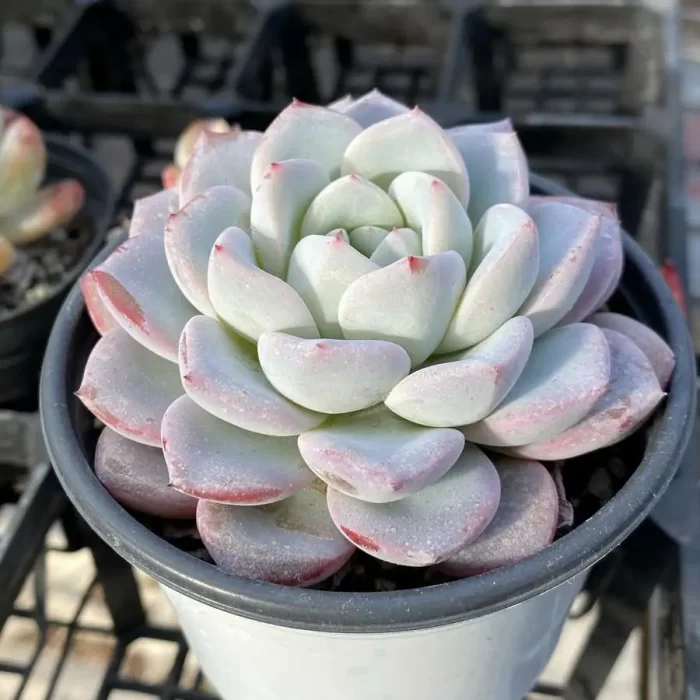Echeveria Werther - Image 2