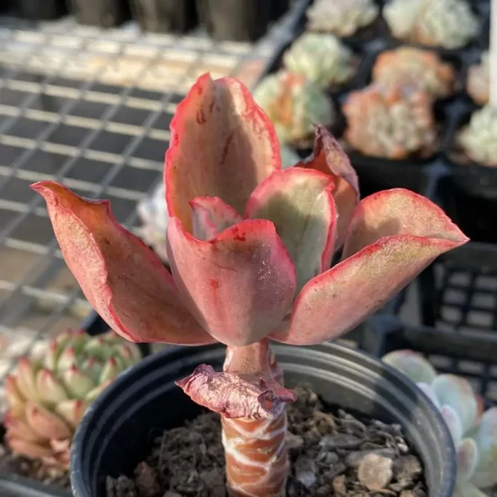 Echeveria Tornado Variegated - Image 2