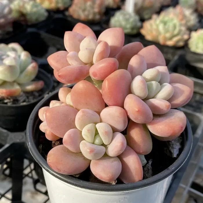 Graptopetalum Miul Clustering - Image 2