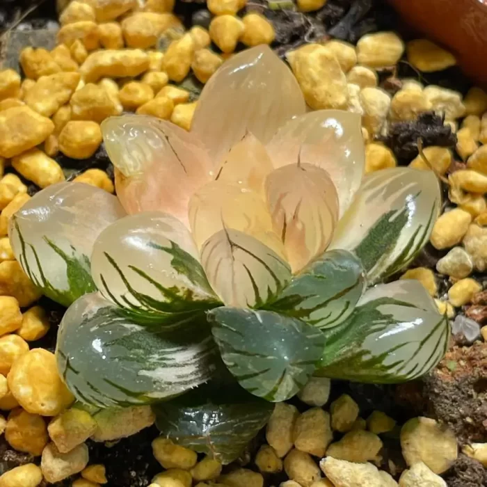 Haworthia Moon In The Water Variegated - Image 2