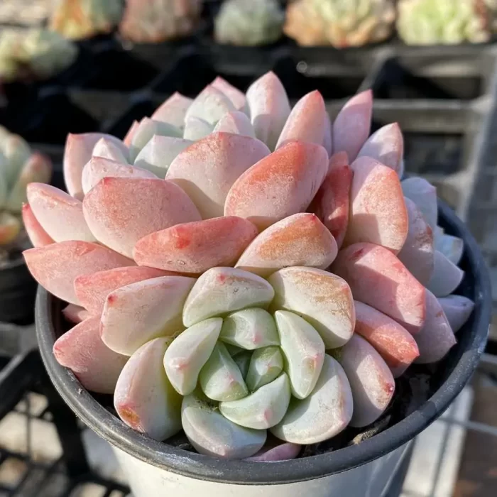 Echeveria Frosty Bloom Clustering - Image 2
