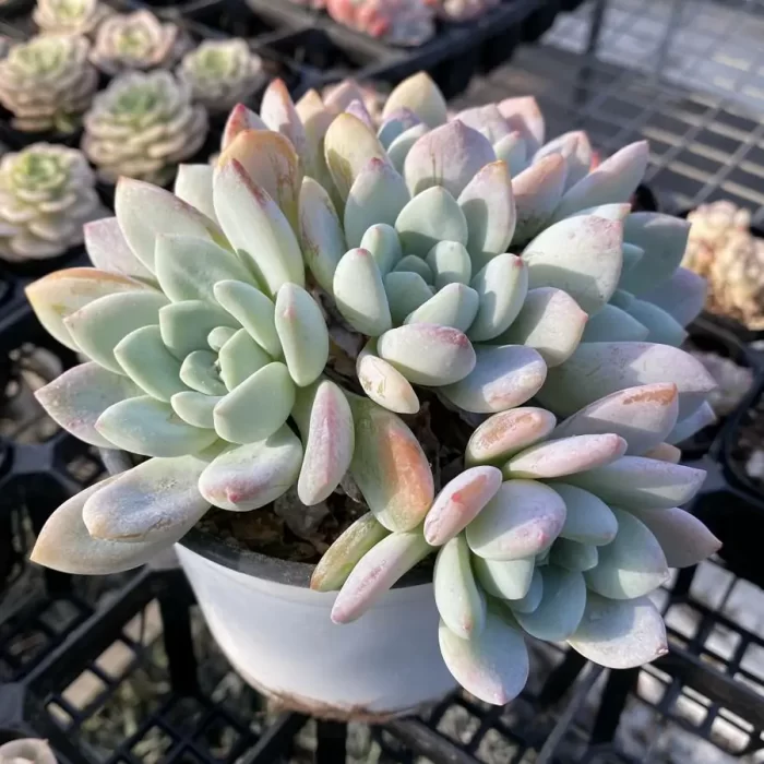 Echeveria Maxwell Clustering - Image 2