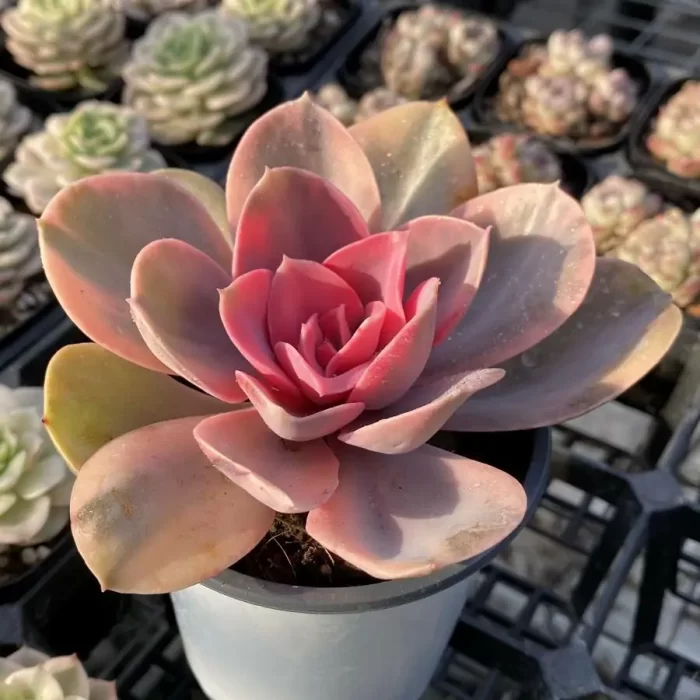 Echeveria Rainbow - Image 2