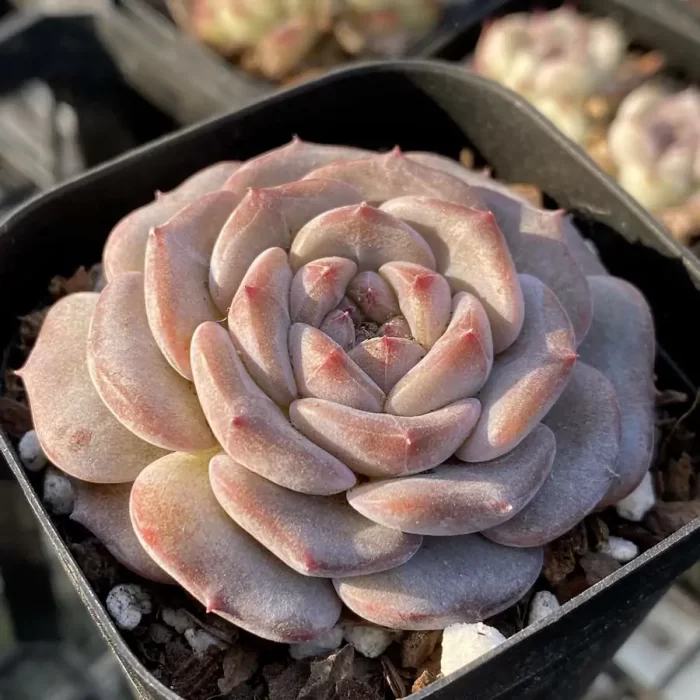 Echeveria Magic Diamond - Image 2