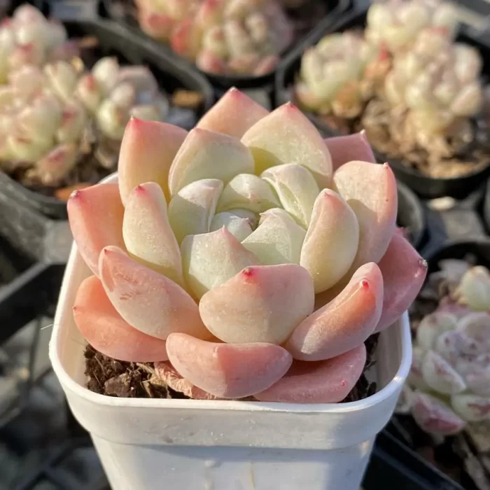 Echeveria Autumn dew white - Image 2
