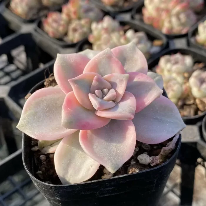 Graptopetalum Purple Delight Variegated - Image 2