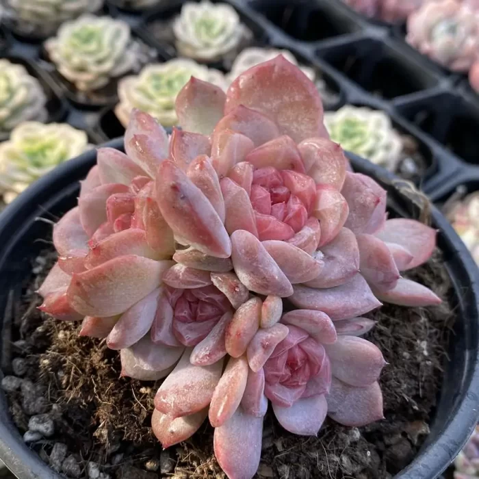 Echeveria Velvet Clustering - Image 2