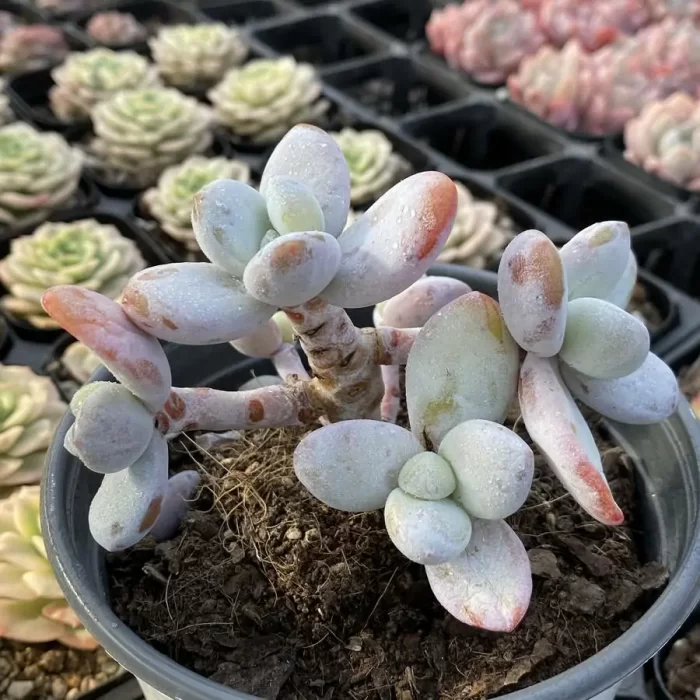 Pachyphytum cuicatecanum Clustering - Image 2
