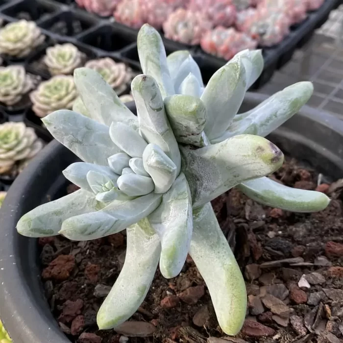 Dudleya Thumb double - Image 2