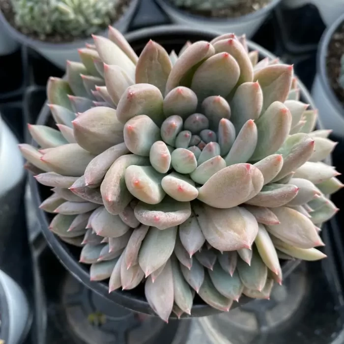 Echeveria Gothic Clustering - Image 2