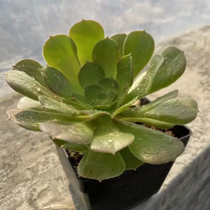 Aeonium Green Cashmere - Image 2