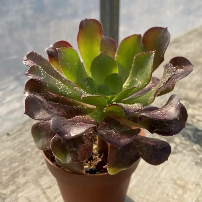 Aeonium Arboreum Velour European - Image 2