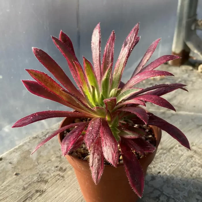 Aeonium Peacock Variegated - Image 2