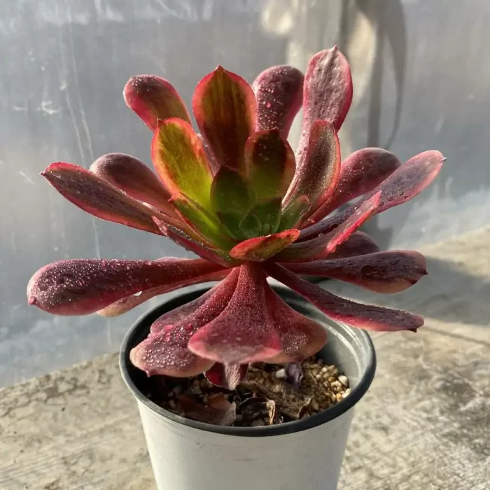 Aeonium Ou Jiali - Image 2