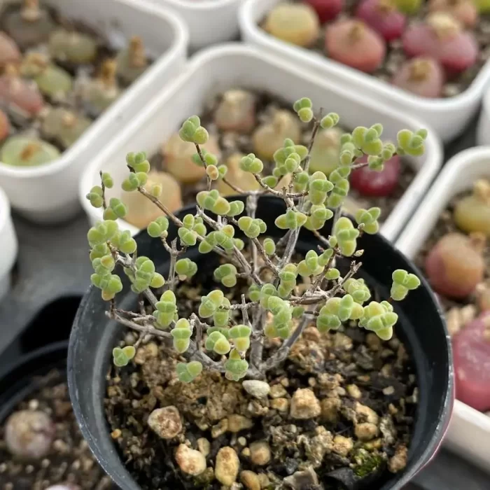 Dicrocaulon Rice - Image 2