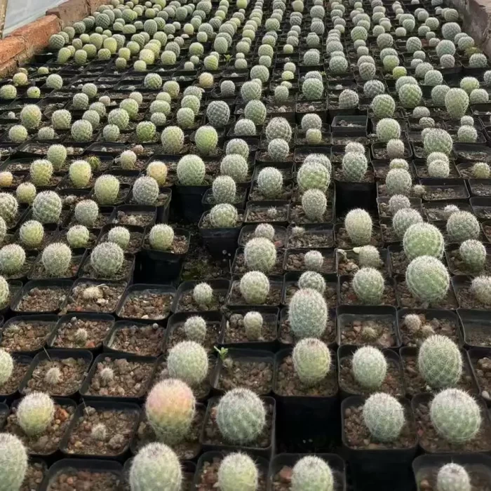 e (1) Mammillaria Slevinii - Image 1