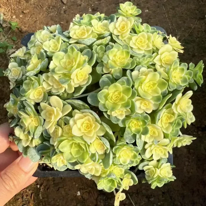 Aeonium Cat Eye Rose Variegated Clustering - Image 2