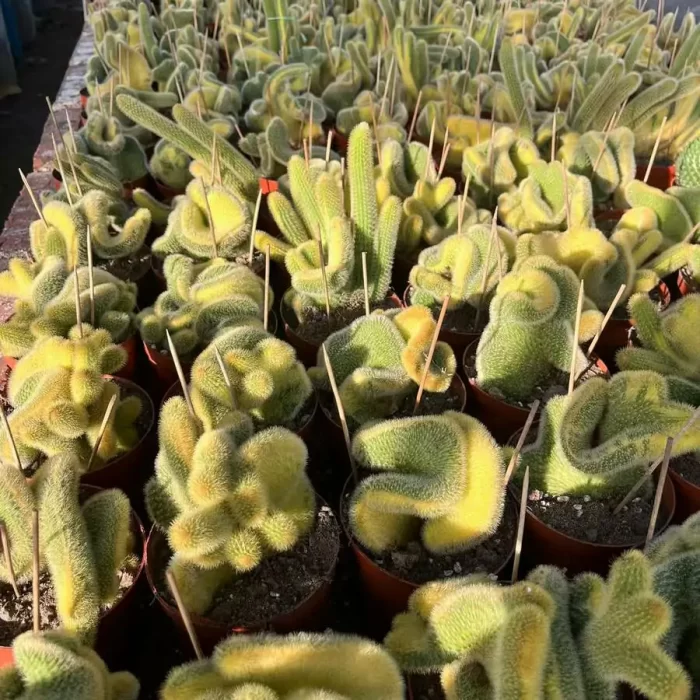 e (1) Browningia Lobivia Silvestrii Crest Var - Image 1