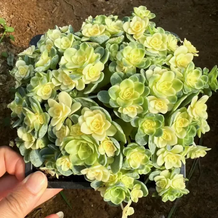 Aeonium Cat Eye Rose Variegated Clustering - Image 1